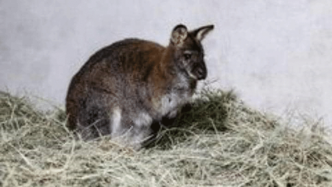 Llegaron desde Portugal 14 canguros al zoológico de Caricuao