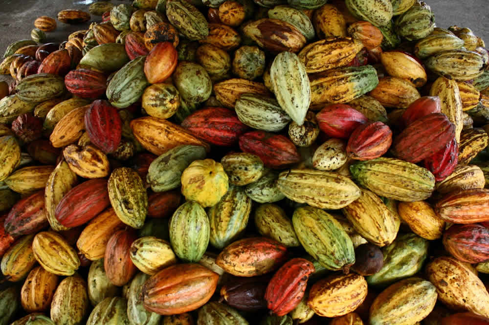 Cacao