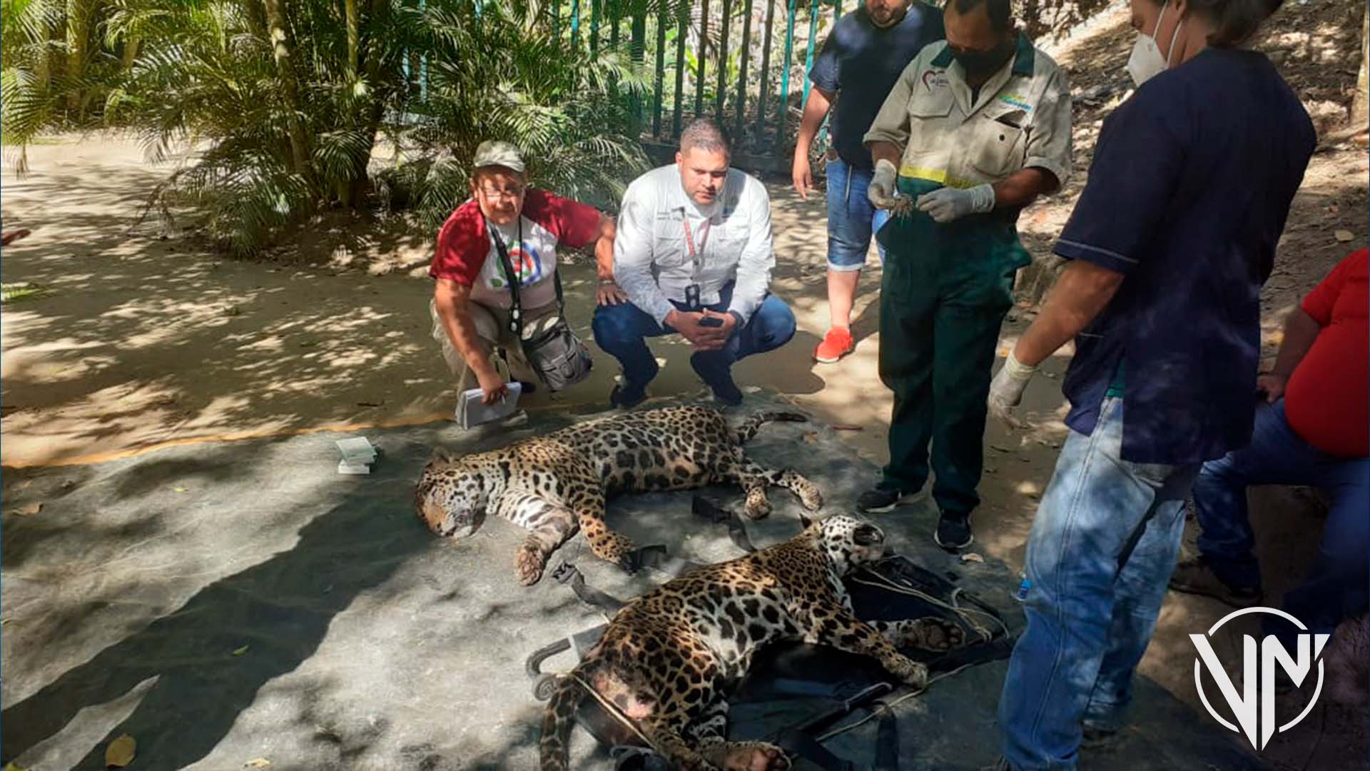 Rescatan y resguardan dos ejemplares de jaguar en el estado Carabobo