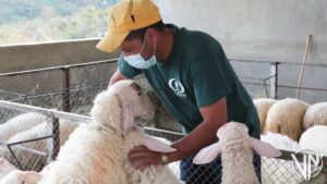 Miranda se convierte en el principal centro de genético de ovejas y cabras del país 