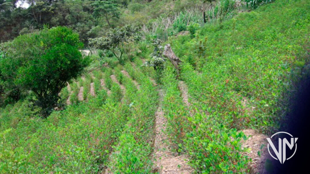 Hallan siembra de 341 mil plantas de coca en el estado Zulia