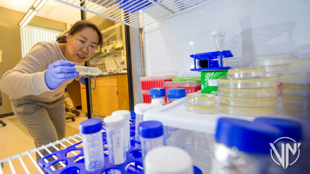 Científicos estadounidenses trabajan inmunidad con un modelo animal basado en un gusano