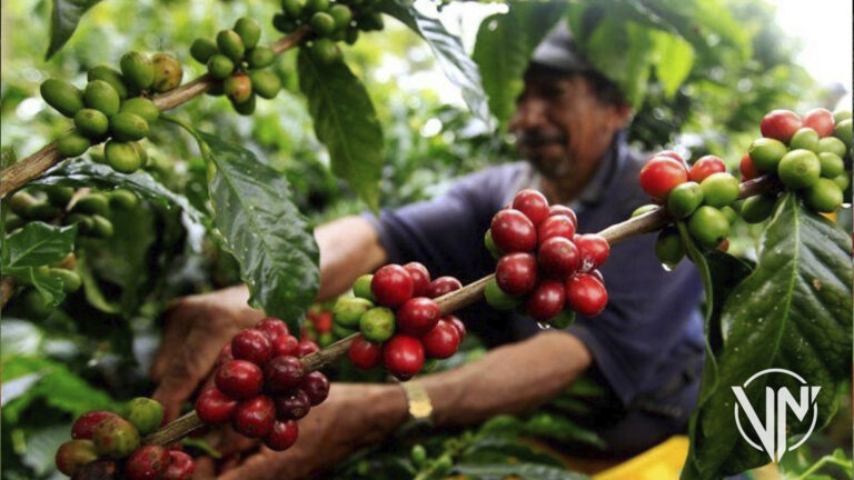 Productores mirandinos participará en encuentro internacional de café venezolano