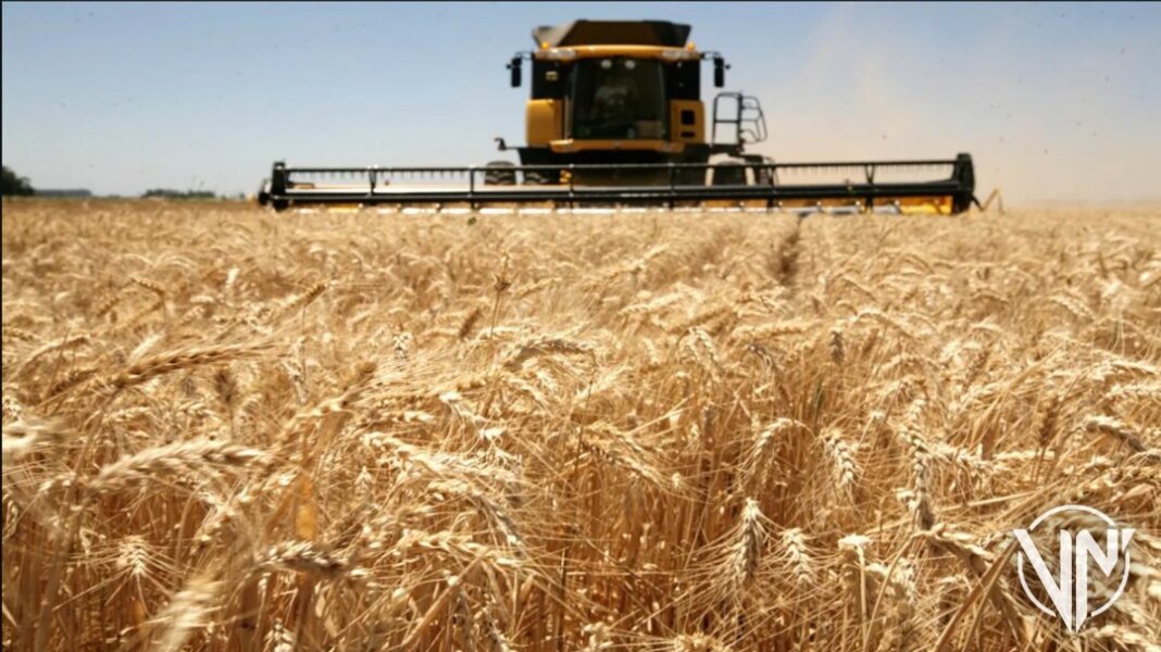 Productores de trigo temen impacto por falta de trigo ruso y ucraniano