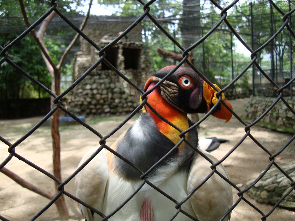 Zoológico de Maracay abrirá sus puertas para Semana Santa