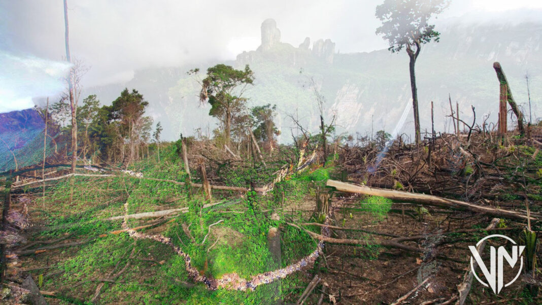 40% de la tierra degradada por décadas de deforestación