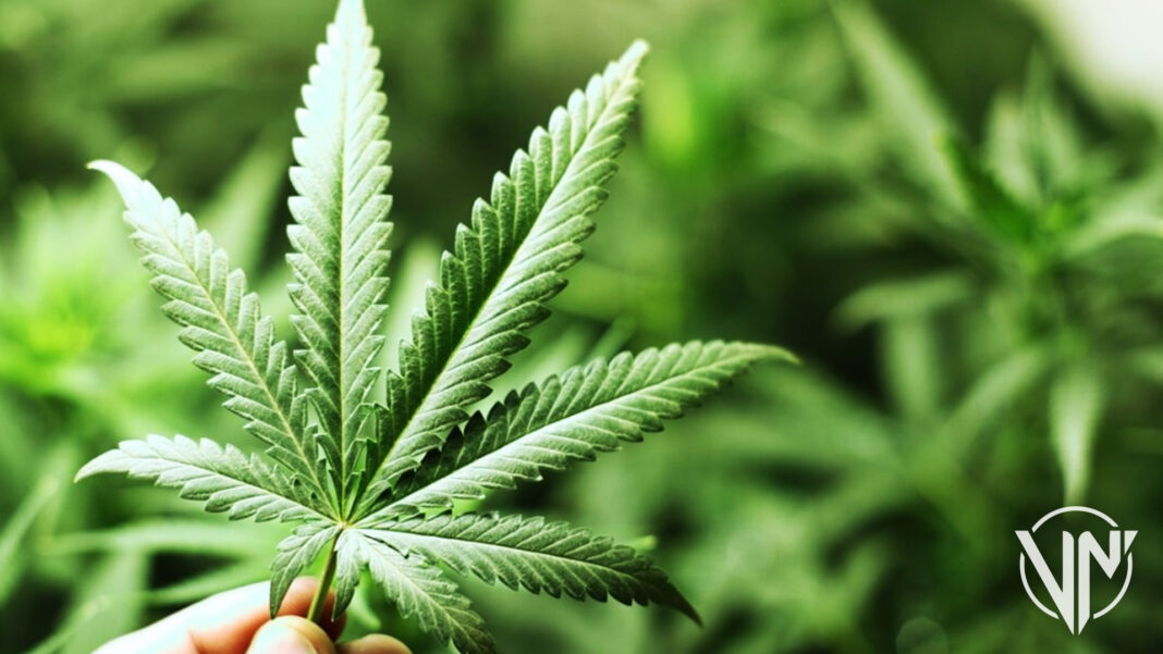Cámara baja de EEUU dio luz verde a una ley para legalizar la marihuana