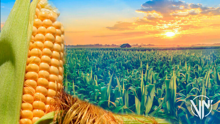 Fedeagro: Producción de maíz en Venezuela crecerá 17% en 2022