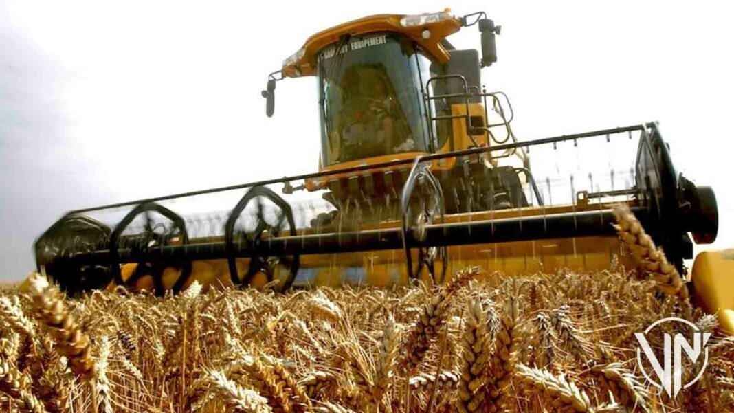 Subió precio del trigo tras suspensión de exportaciones por parte de India