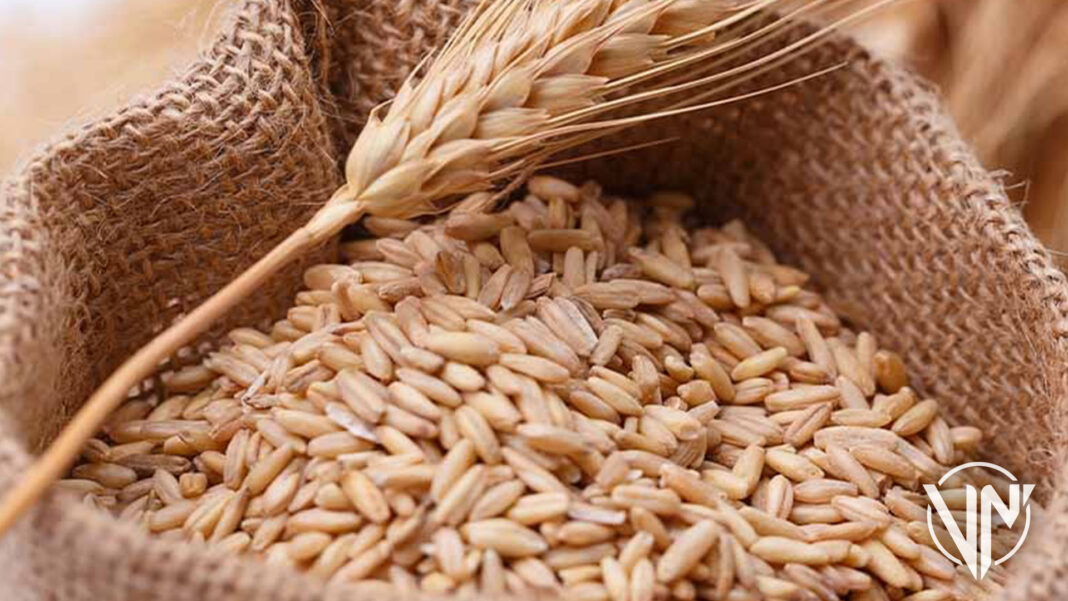 ONU alertó que reservas de trigo se agotarán en 10 semanas