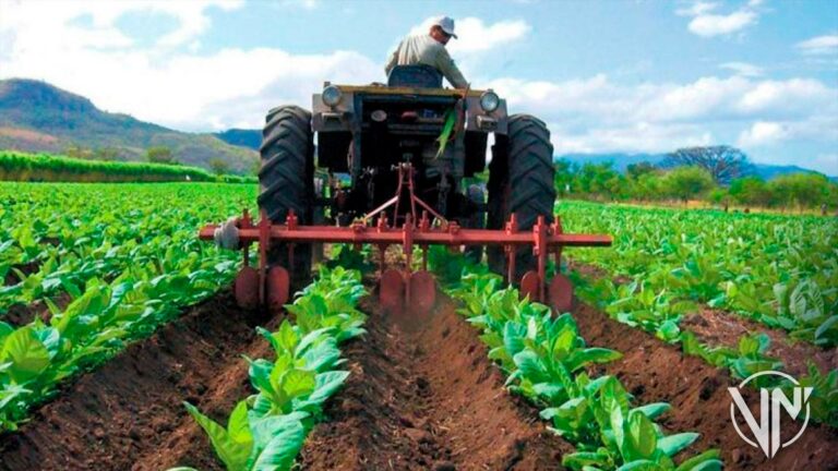 Fedeagro: Productores listos para sembrar pese a las lluvias