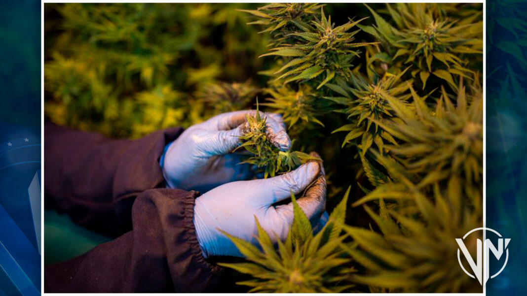 San Vicente y Las Granadinas abre centro de cannabis medicinal