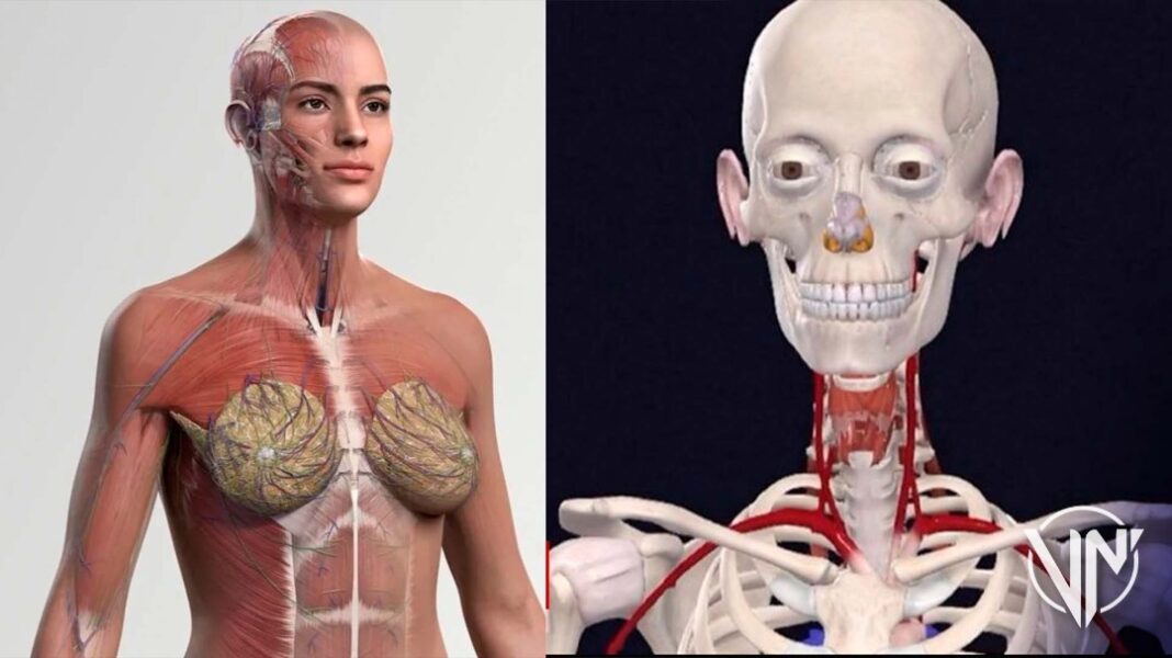 Utilizan nuevo modelo de anatomía femenino 3D en escuelas de medicina de Reino Unido
