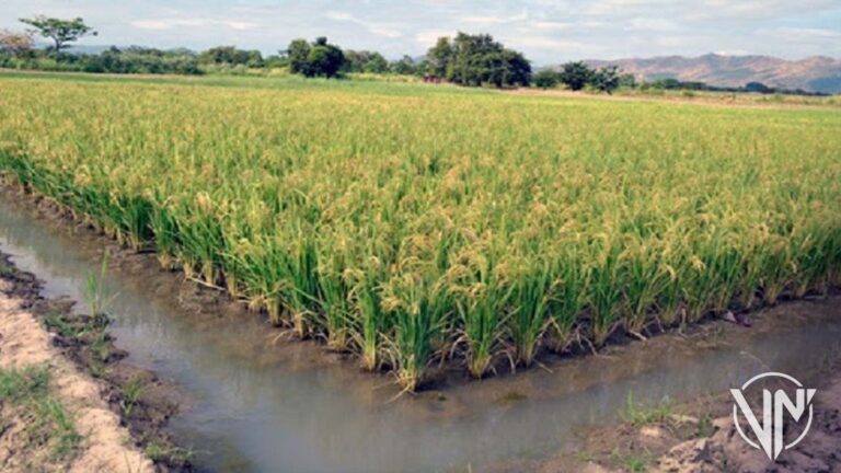 Fedeagro: Cosecha de arroz crecerá un 66,6% este año