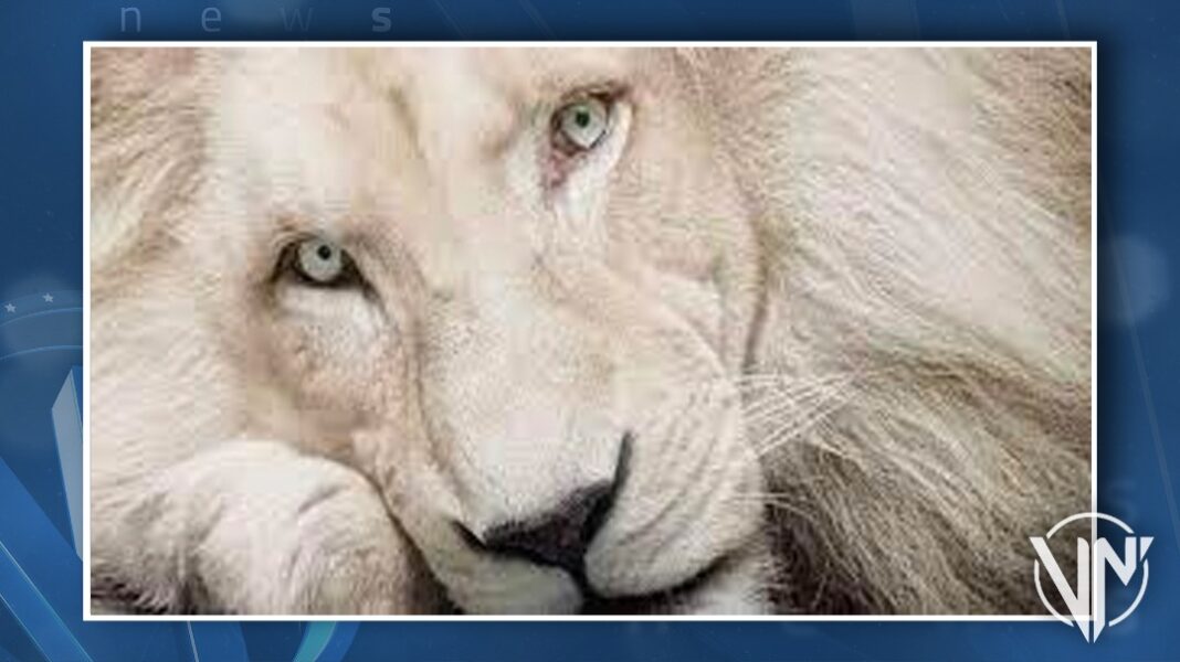 leones blancos zoológico