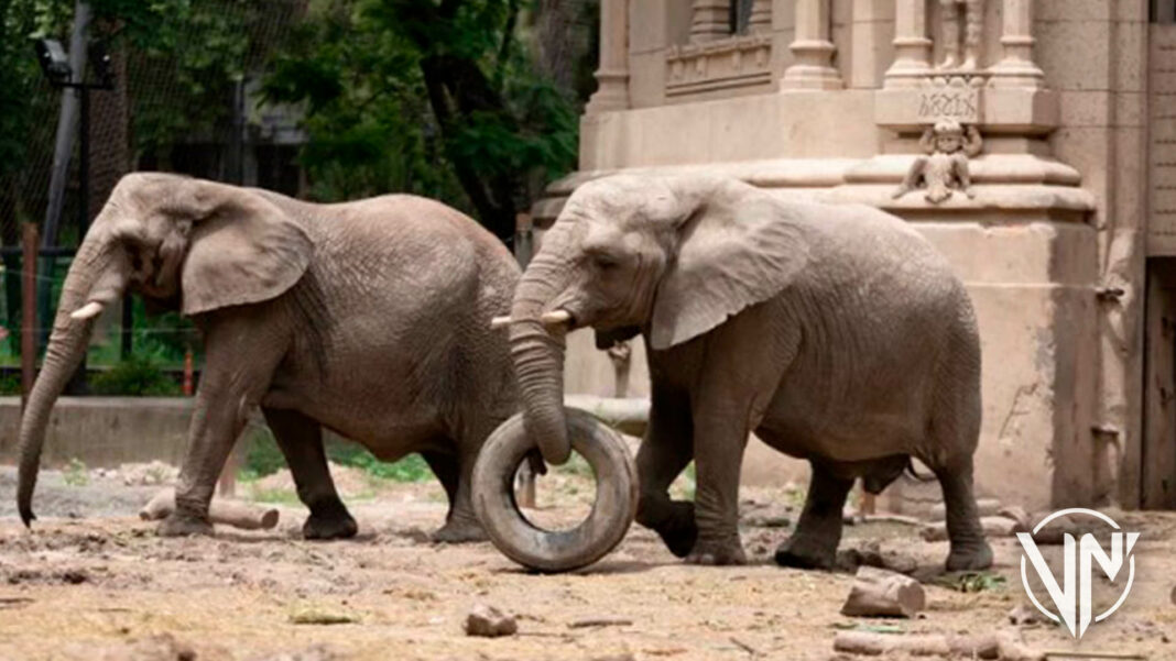 Elefantas Argentina