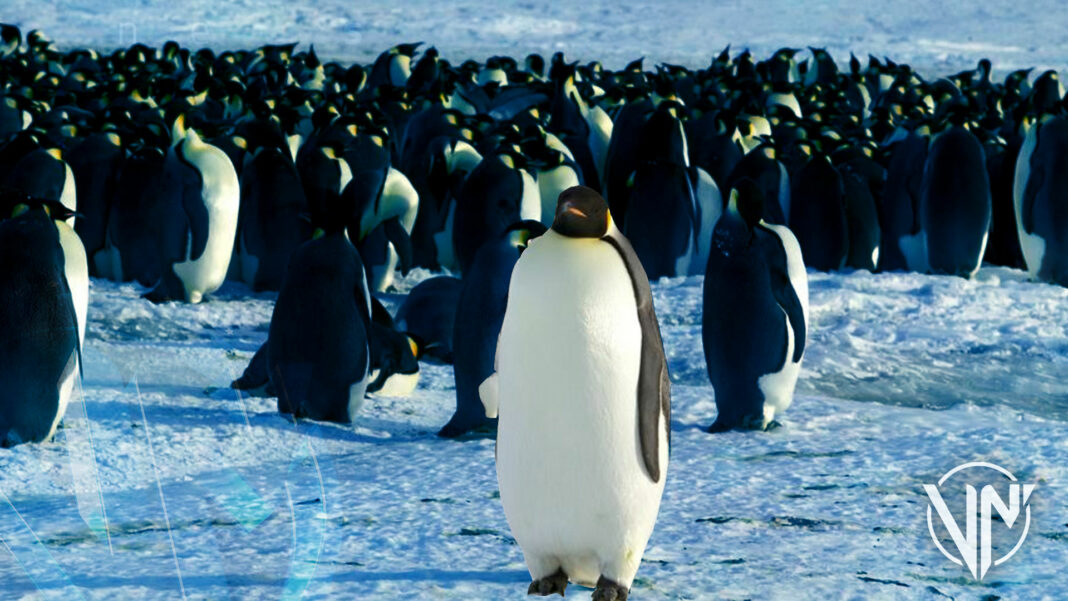 Alertan sobre peligro de extinción del pingüino emperador