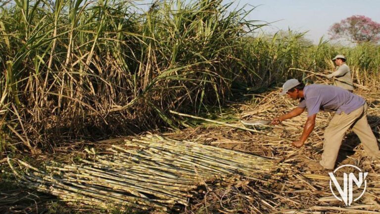 Producción de caña de azúcar en Venezuela ha crecido 25%