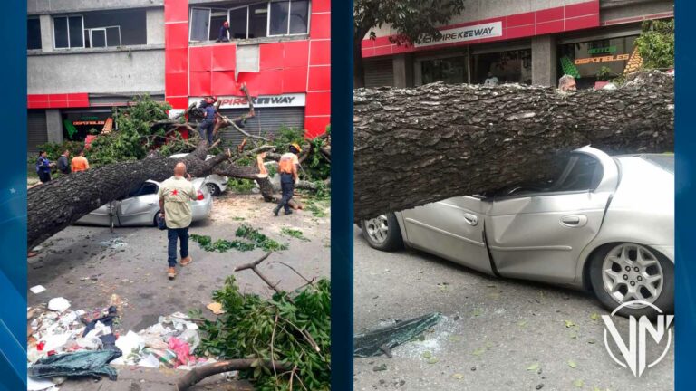 Caída de un árbol en Quinta Crespo deja dos vehículos afectados