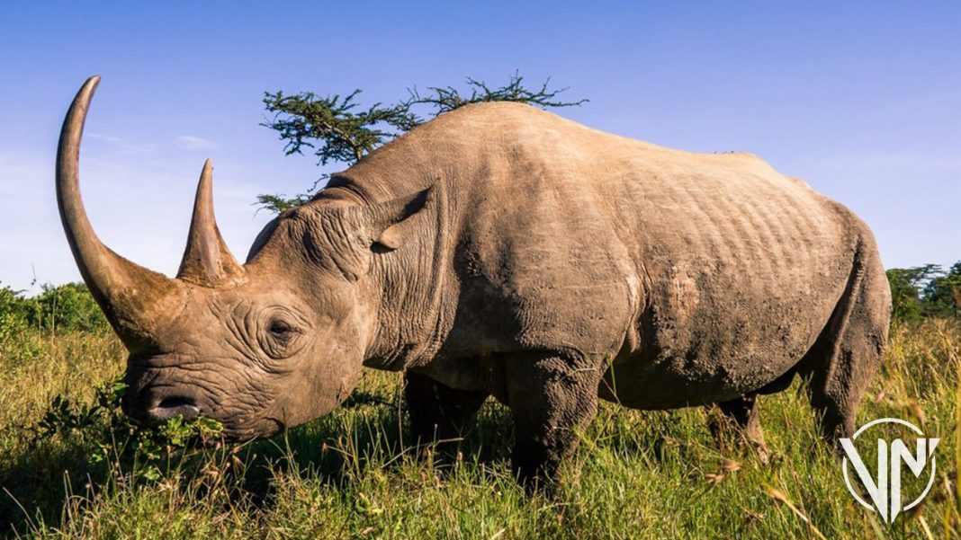 Retornan los rinocerontes a Mozambique luego de 40 años