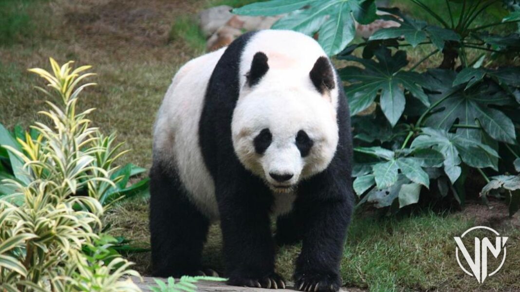 Cientificos revelan que fósiles ayudan a comprender sobre el pulgar falso de los pandas gigantes