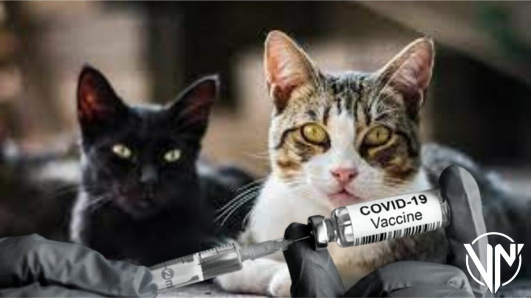 vacuna coronavirus animales