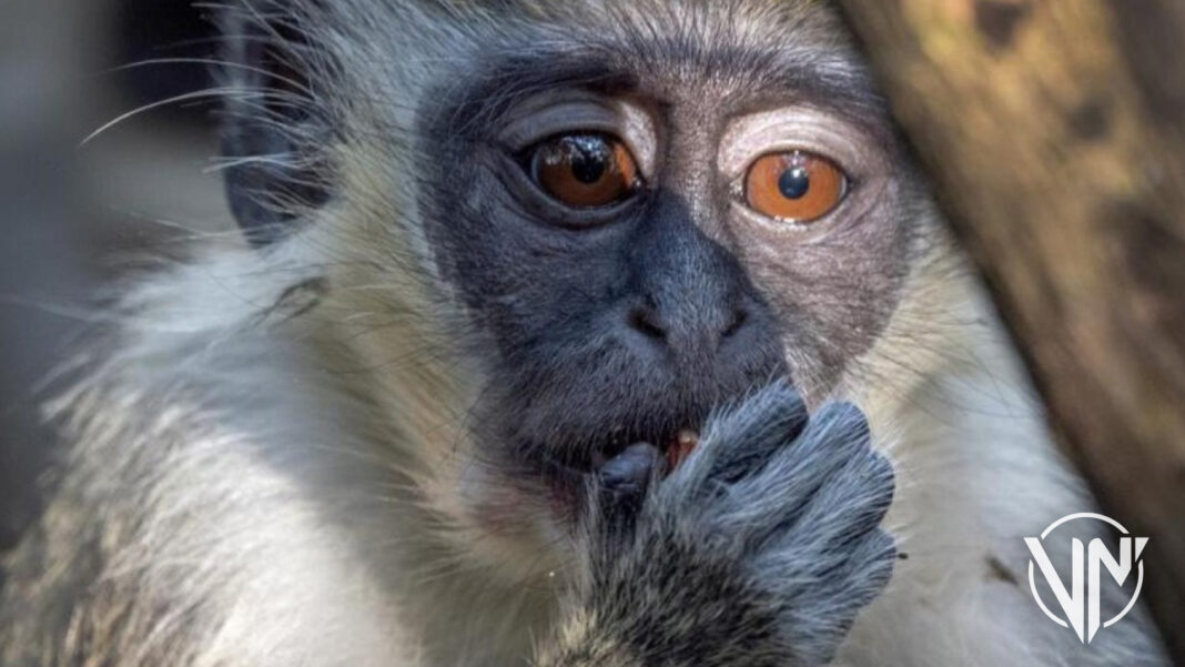 OMS reporta ataques contra monos en Brasil por temor a la viruela símica