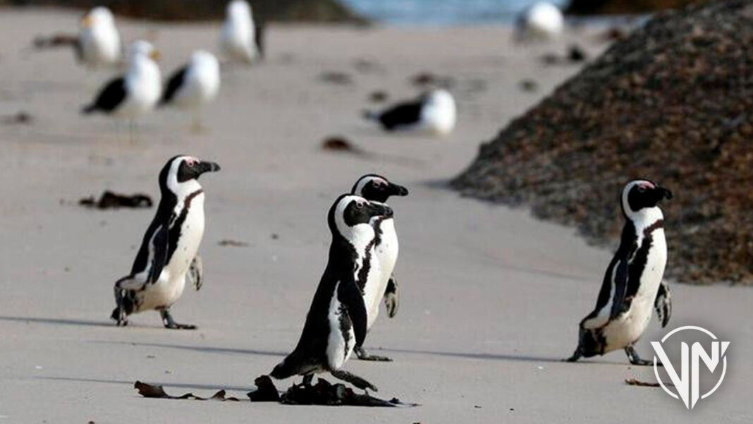 Amenazados con la extinción los pingüinos africanos