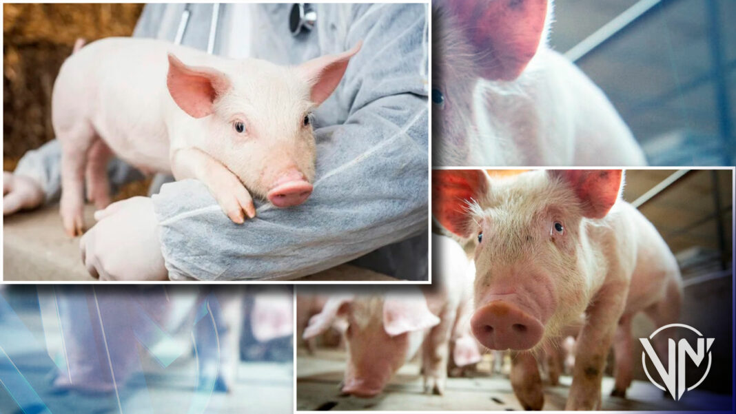 Científicos de Estados Unidos revivieron células de órganos en cerdos muertos