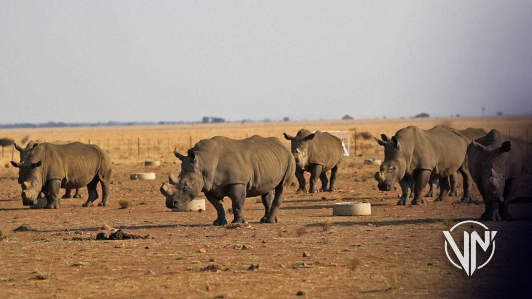 Denuncia aumento en muertes de rinocerontes por caza furtiva en Sudáfrica