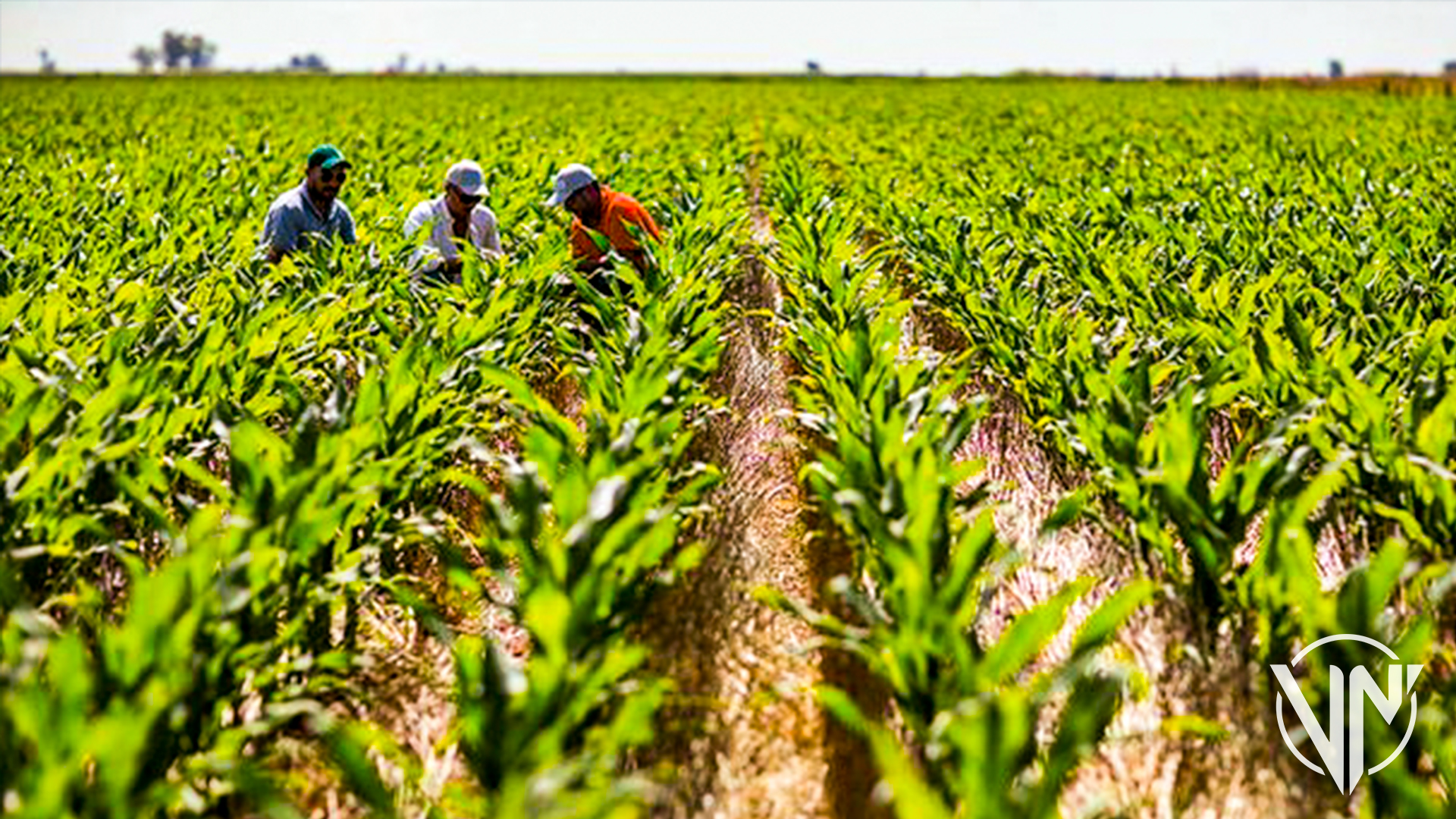 Venezuela Rompe Récord En Siembra De Soya Maíz Y Arroz En 2022