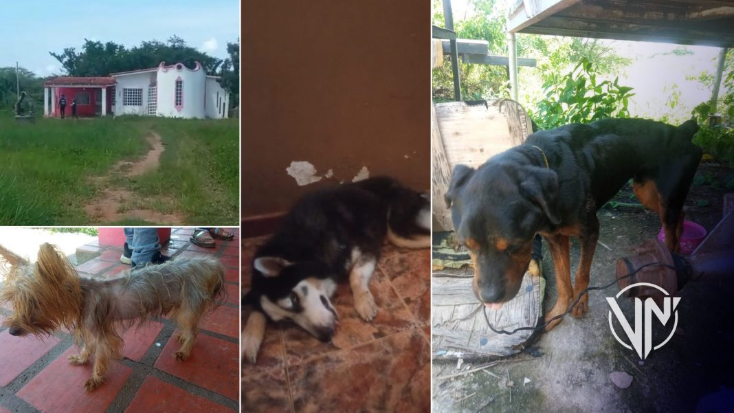 MP investiga caso de peleas sangrientas de perros en Anzoátegui