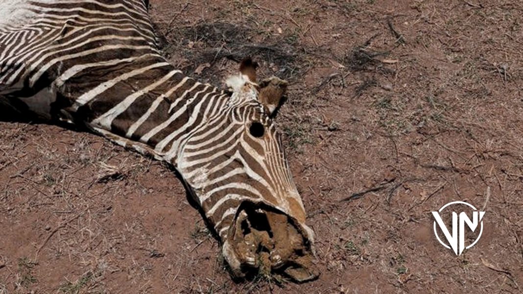 Cebra de Grevy a punto de extinción por sequía extrema en Kenia