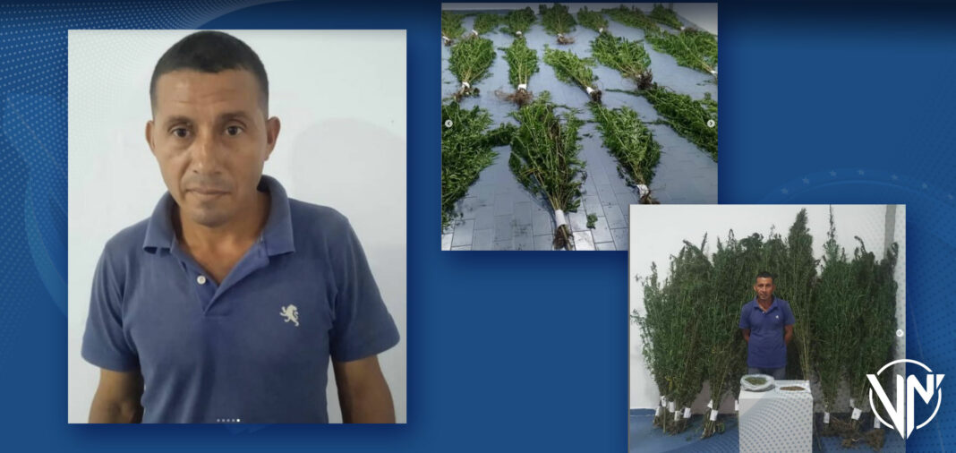 Hombre fue detenido en Acarigua con 105 plantas de marihuana