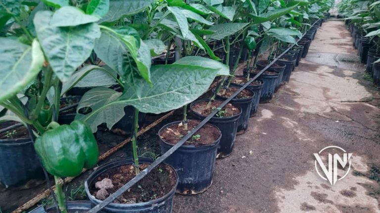 Venezuela firma convenio para producir semillas y bioinsumos
