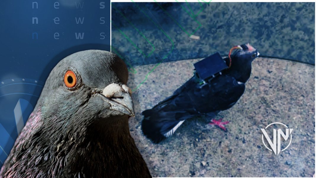 Crean sistema de control remoto de palomas en China