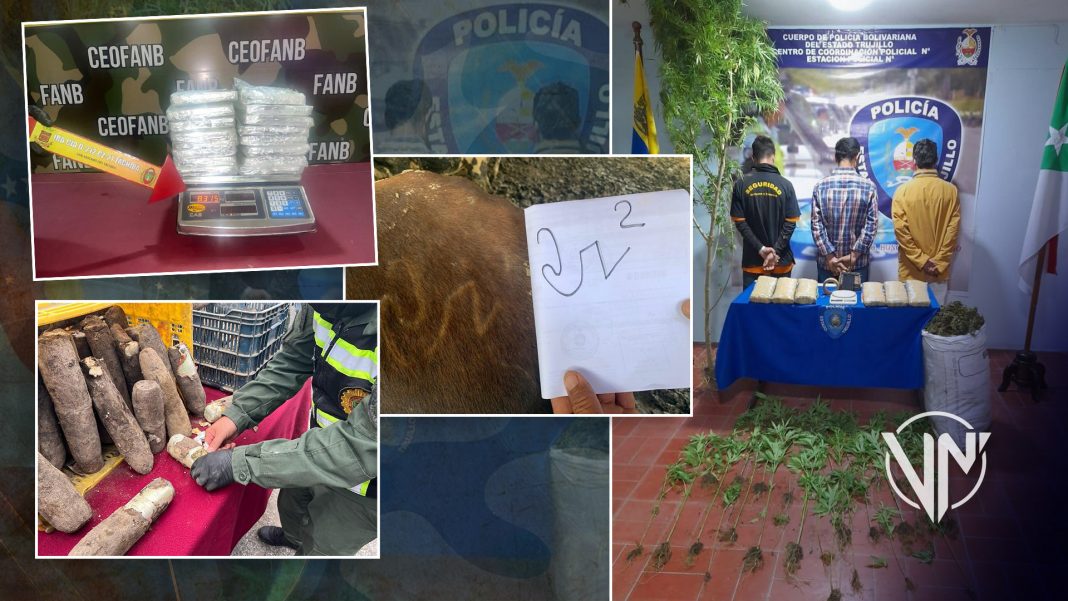 Incautados en Mérida 77 kilos de droga ocultos en tubérculos de yuca (+Detenciones)