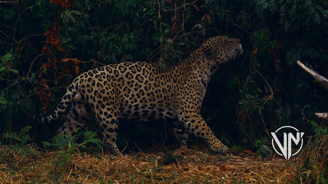 Jaguares en peligro por incendios en el Pantanal
