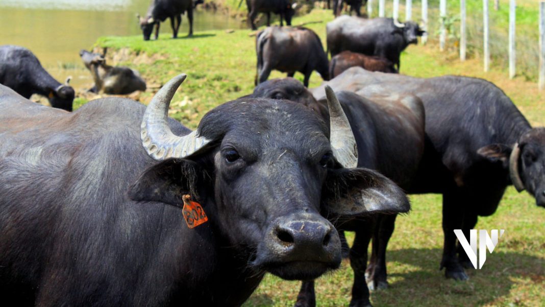 búfalos Mérida rayo