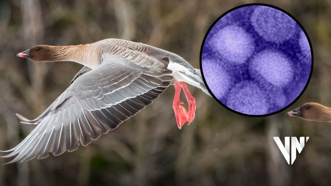 Escocia preocupada por brote de gripe aviar en gansos patas rosadas