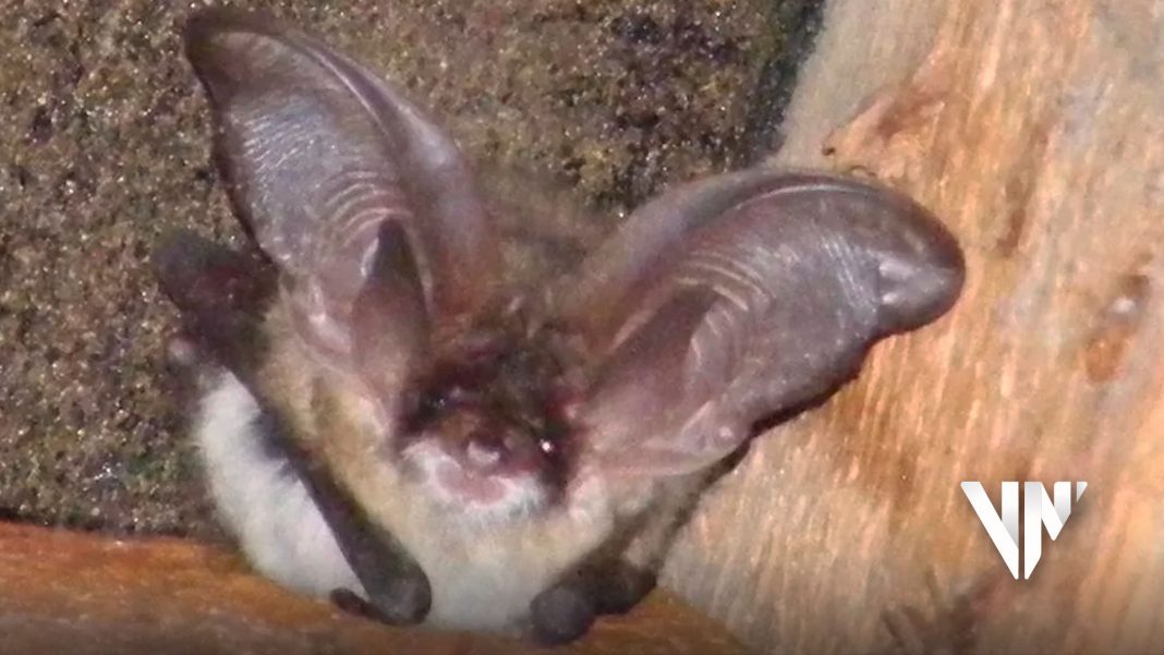 Ola de calor amenaza supervivencia del murciélago de Jersey