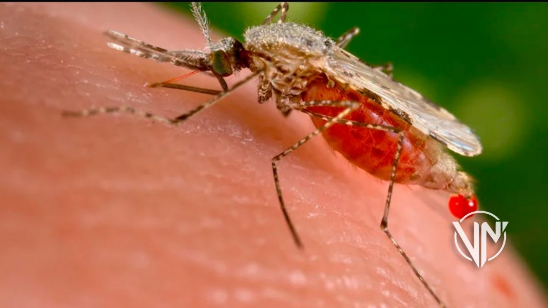 Atribuyen a mosquitos invasores propagación de malaria en África