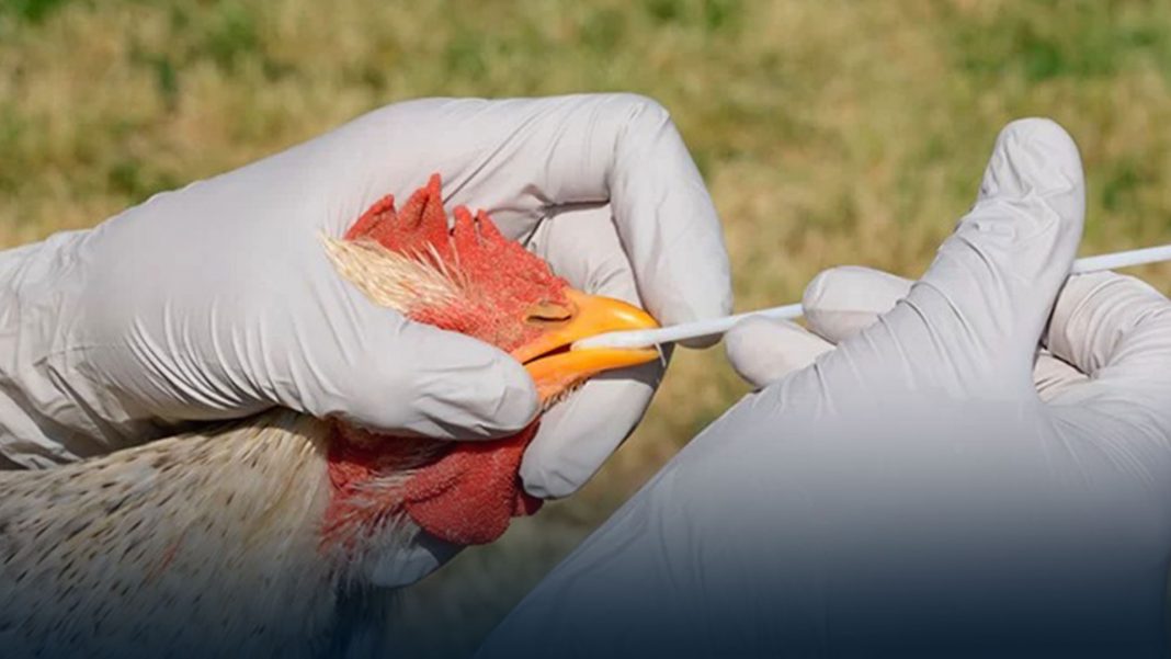 gripe aviar Ecuador