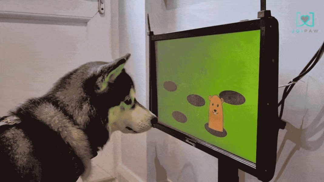 Investigadores crean un videojuego para perros