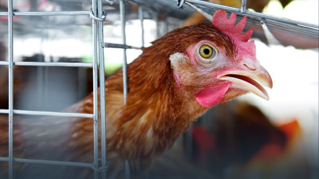 Ecuador reporta el primer caso de gripe aviar en humanos