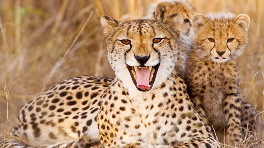Sudáfrica e India se comprometen en salvar al guepardo