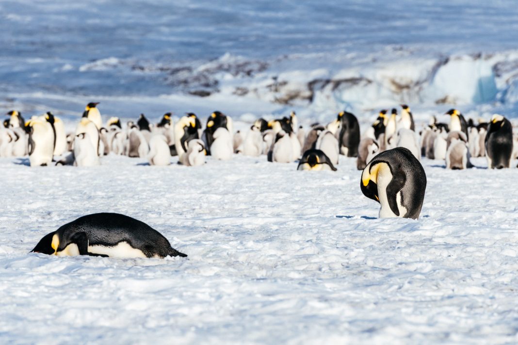 Pingüinos