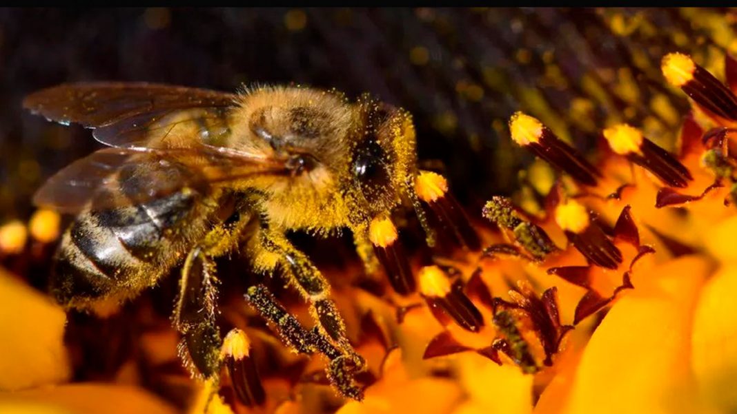 Reino Unido da luz verde a polémico pesticida que amenaza con la vida de las abejas