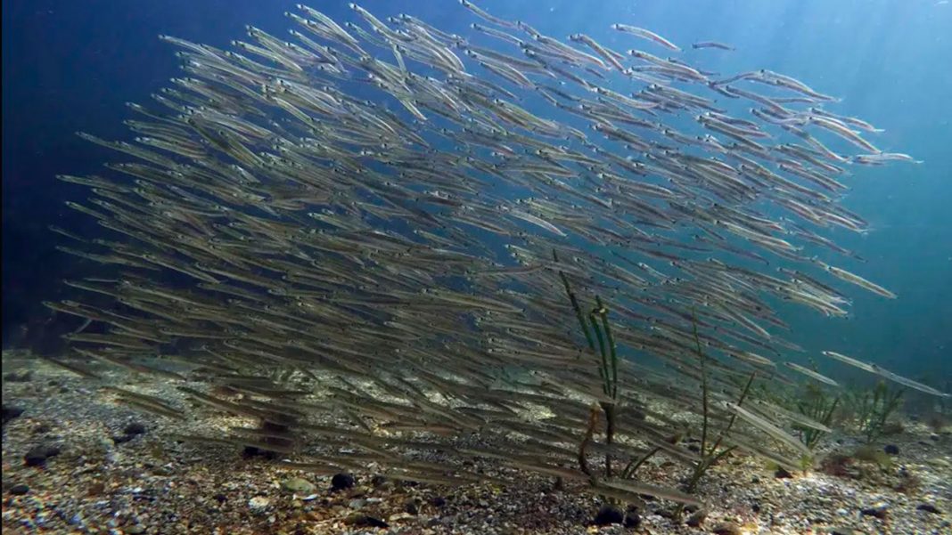 Calentamiento del agua incide en supervivencia del fitoplancton en los océanos
