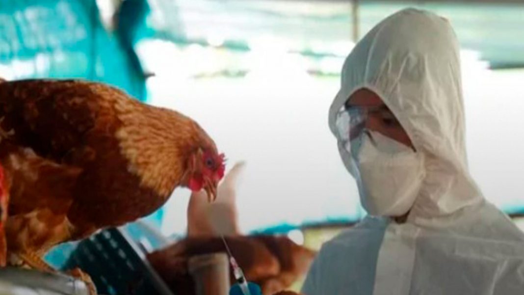 Gripe aviar Suramérica
